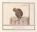 Roodkopmangabey Cercocebus torquatus Corchosipus Une Rillow Une Wanderow - Anselmus Botius de Boodt — artwork view