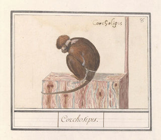 Roodkopmangabey Cercocebus torquatus Corchosipus Une Rillow Une Wanderow - Anselmus Botius de Boodt — artwork view