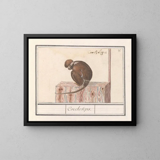 Roodkopmangabey Cercocebus torquatus Corchosipus Une Rillow Une Wanderow - Anselmus Botius de Boodt — framed artwork on a wall