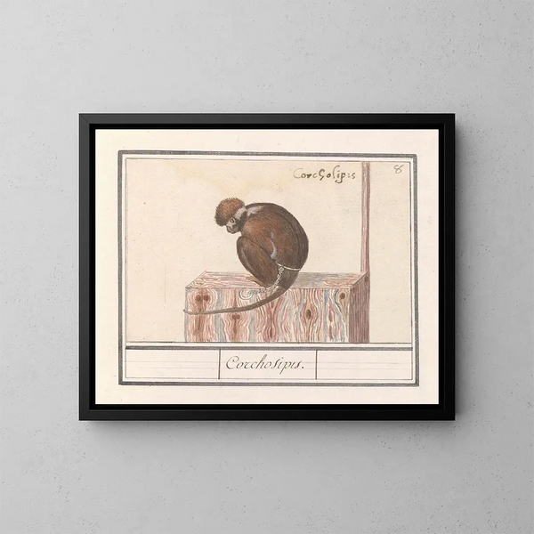 Roodkopmangabey Cercocebus torquatus Corchosipus Une Rillow Une Wanderow - Anselmus Botius de Boodt — framed artwork on a wall