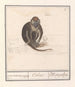 Roodkopmangabey Cercocebus torquatus aep de Mangabaij Cebus Mangabeij - Anselmus Botius de Boodt — artwork view