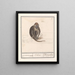 Roodkopmangabey Cercocebus torquatus aep de Mangabaij Cebus Mangabeij - Anselmus Botius de Boodt — framed artwork on a wall