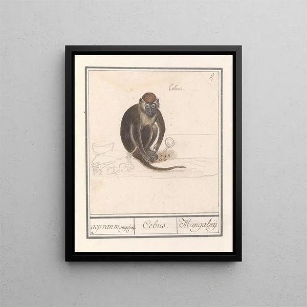Roodkopmangabey Cercocebus torquatus aep de Mangabaij Cebus Mangabeij - Anselmus Botius de Boodt — framed artwork on a wall