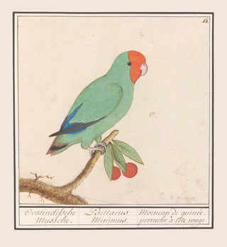 Anselmus Botius de Boodt - Roodmaskeragapornis Agapornis pullarius Oostindische Mussche Psittacus Minimus.webp