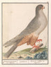 Faucon à pieds rouges Falco vespertinus faucons gris de Caijenne Sperverius Épervier cendré de Caijenne - Anselmus Botius de Boodt — artwork view