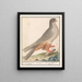 Faucon à pieds rouges Falco vespertinus faucons gris de Caijenne Sperverius Épervier cendré de Caijenne - Anselmus Botius de Boodt — framed artwork on a wall