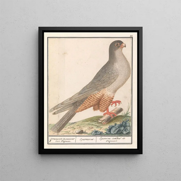 Faucon à pieds rouges Falco vespertinus faucons gris de Caijenne Sperverius Épervier cendré de Caijenne - Anselmus Botius de Boodt — framed artwork on a wall
