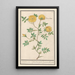 Reproduction of the painting Rose Rosa enkel geluwe roose Rosa lutea simplex rose jeaune fleur simple - Anselmus Botius de Boodt