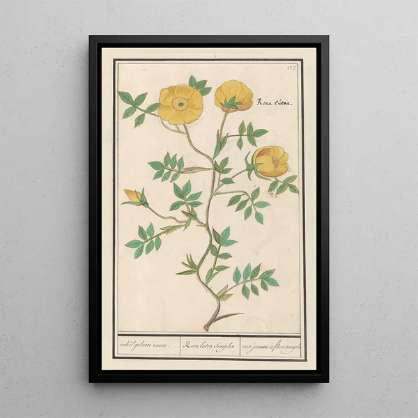 Reproduction of the painting Rose Rosa enkel geluwe roose Rosa lutea simplex rose jeaune fleur simple - Anselmus Botius de Boodt