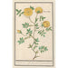 Reproduction of the painting Rose Rosa enkel geluwe roose Rosa lutea simplex rose jeaune fleur simple - Anselmus Botius de Boodt