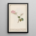 Reproduction of the painting Rose Rosa maend Roose Rosa omnium mensium Rose de tous les mois - Anselmus Botius de Boodt