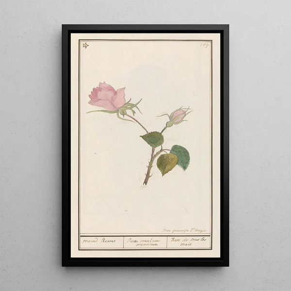 Reproduction of the painting Rose Rosa maend Roose Rosa omnium mensium Rose de tous les mois - Anselmus Botius de Boodt