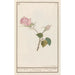 Reproduction of the painting Rose Rosa maend Roose Rosa omnium mensium Rose de tous les mois - Anselmus Botius de Boodt