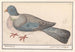Pigeon biset Columba livia - Anselmus Botius de Boodt — artwork view