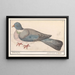 Pigeon biset Columba livia - Anselmus Botius de Boodt — framed artwork on a wall