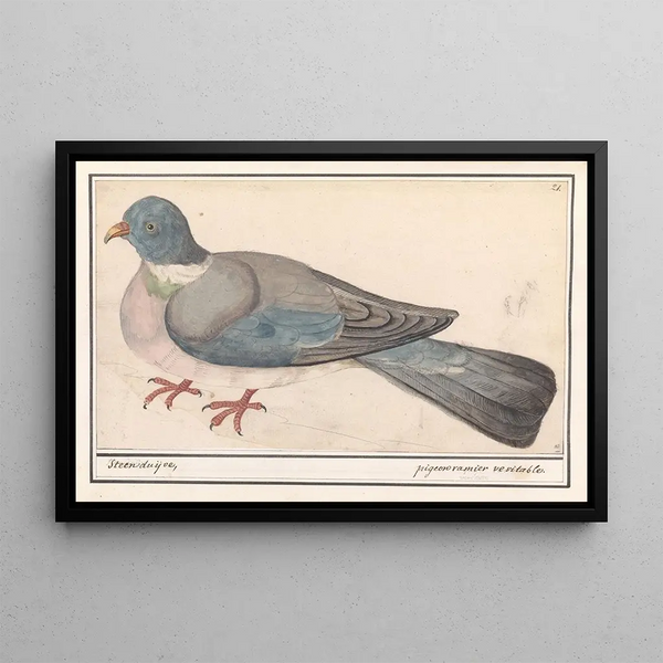 Pigeon biset Columba livia - Anselmus Botius de Boodt — framed artwork on a wall