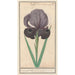 Iris of Suze Iris susiana of suzyaensche lisbloeme iris Calcedonica iris Susiana major iris of suze - Anselmus Botius de Boodt — artwork view