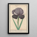 Iris of Suze Iris susiana of suzyaensche lisbloeme iris Calcedonica iris Susiana major iris of suze - Anselmus Botius de Boodt — framed artwork on a wall