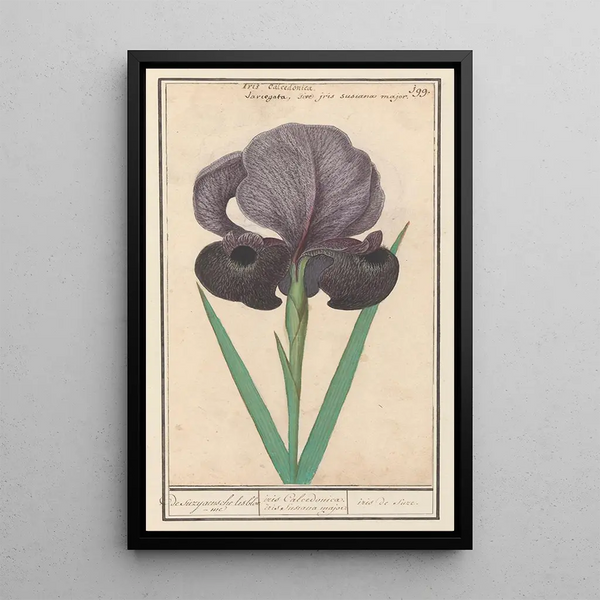 Iris of Suze Iris susiana of suzyaensche lisbloeme iris Calcedonica iris Susiana major iris of suze - Anselmus Botius de Boodt — framed artwork on a wall