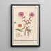 Reproduction of the painting of Unkown Pink Flower and Calendula officinalis - Anselmus Botius de Boodt