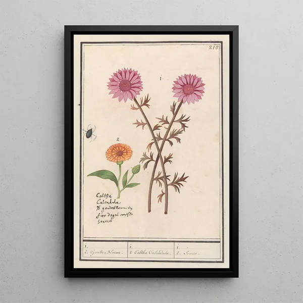 Reproduction of the painting of Unkown Pink Flower and Calendula officinalis - Anselmus Botius de Boodt