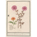 Reproduction of the painting of Unkown Pink Flower and Calendula officinalis - Anselmus Botius de Boodt