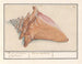 Horn of the Rose Mist Strombus gigas Pink Color Laphoorn Murex aculeatus - Anselmus Botius de Boodt — artwork view