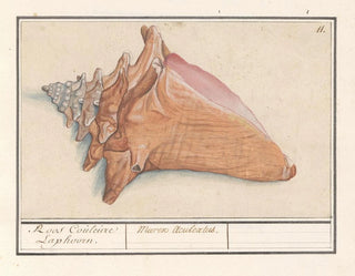 Horn of the Rose Mist Strombus gigas Pink Color Laphoorn Murex aculeatus - Anselmus Botius de Boodt — artwork view