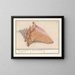 Horn of the Rose Mist Strombus gigas Pink Color Laphoorn Murex aculeatus - Anselmus Botius de Boodt — framed artwork on a wall