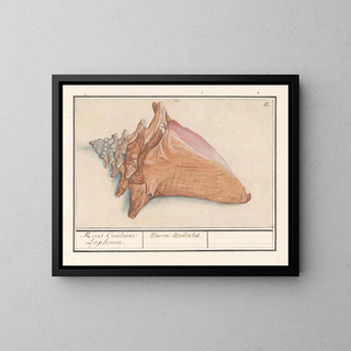 Horn of the Rose Mist Strombus gigas Pink Color Laphoorn Murex aculeatus - Anselmus Botius de Boodt — framed artwork on a wall