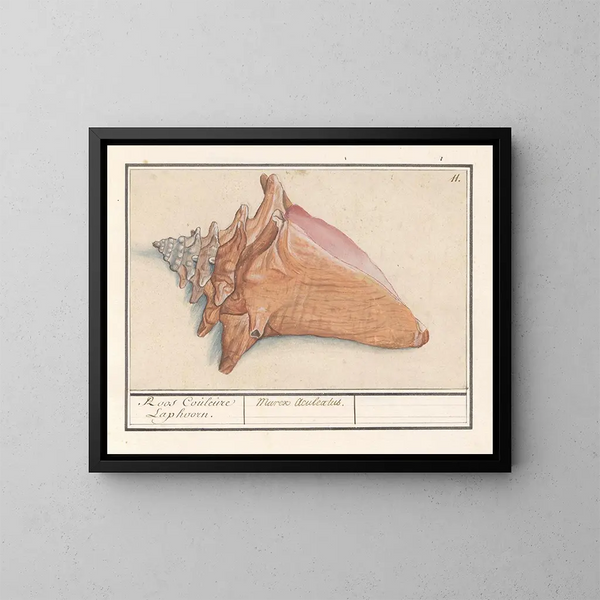 Horn of the Rose Mist Strombus gigas Pink Color Laphoorn Murex aculeatus - Anselmus Botius de Boodt — framed artwork on a wall