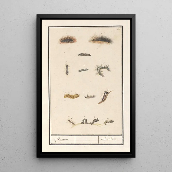 Reproduction of the painting Caterpillars Rispen Caterpillars - Anselmus Botius de Boodt