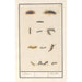 Reproduction of the painting Caterpillars Rispen Caterpillars - Anselmus Botius de Boodt