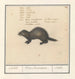 Martre zibeline - Anselmus Botius de Boodt — artwork view