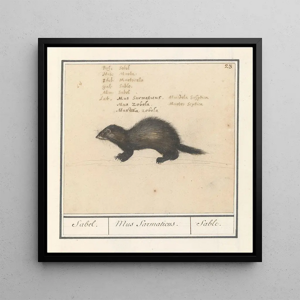 Martre zibeline - Anselmus Botius de Boodt — framed artwork on a wall