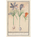 Crocus saffron Crocus sativus 1 genuine Saffron 2 wild Saffrons - Anselmus Botius de Boodt — artwork view