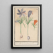 Crocus saffron Crocus sativus 1 genuine Saffron 2 wild Saffrons - Anselmus Botius de Boodt — framed artwork on a wall