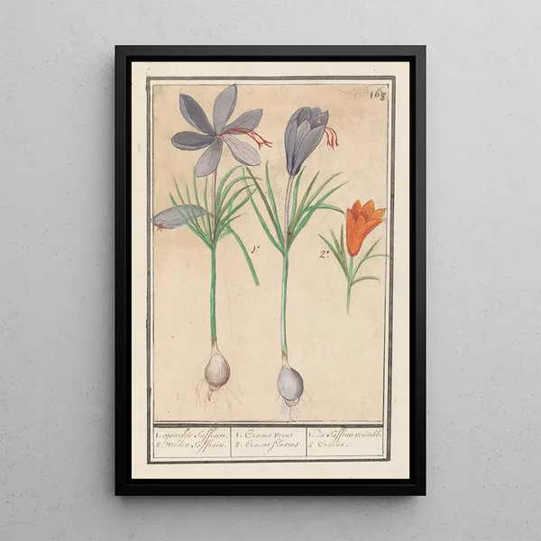 Crocus saffron Crocus sativus 1 genuine Saffron 2 wild Saffrons - Anselmus Botius de Boodt — framed artwork on a wall