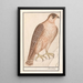 Reproduction of the painting of the Sacred Falcon Falco cherrug - Anselmus Botius de Boodt