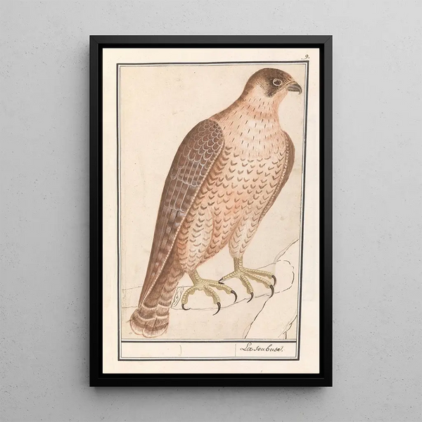 Reproduction of the painting of the Sacred Falcon Falco cherrug - Anselmus Botius de Boodt