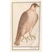Reproduction of the painting of the Sacred Falcon Falco cherrug - Anselmus Botius de Boodt