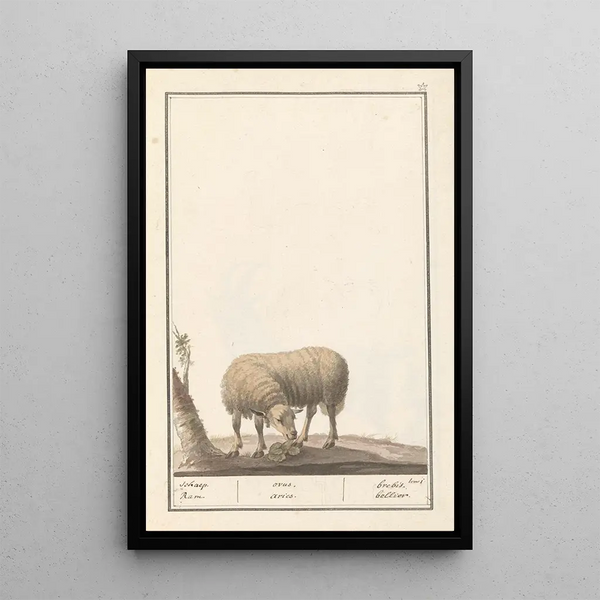Reproduction of the painting Sheep Ovis aries schaep Ram ovus aries ewe bellier - Anselmus Botius de Boodt