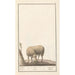 Reproduction of the painting Sheep Ovis aries schaep Ram ovus aries ewe bellier - Anselmus Botius de Boodt