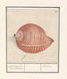a sea snail shell Gevoornde Belhoorn Tonne - Anselmus Botius de Boodt — artwork view