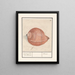 a sea snail shell Gevoornde Belhoorn Tonne - Anselmus Botius de Boodt — framed artwork on a wall