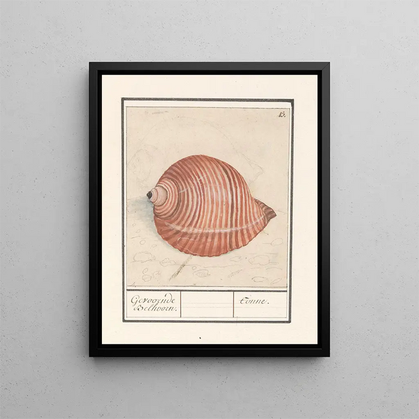 a sea snail shell Gevoornde Belhoorn Tonne - Anselmus Botius de Boodt — framed artwork on a wall