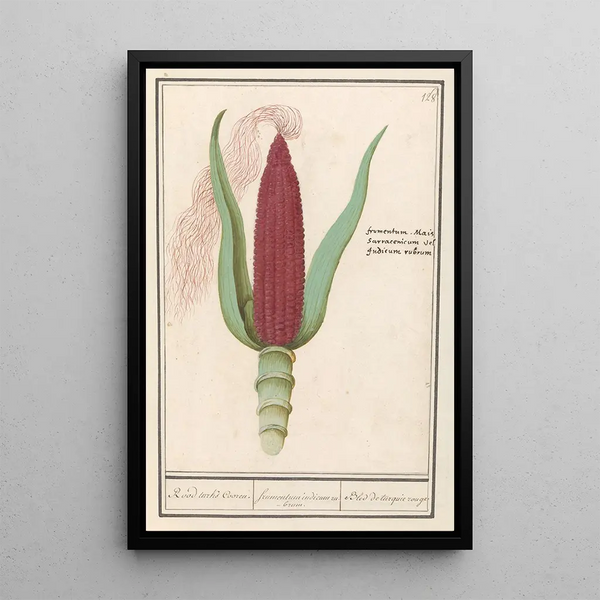 Artistic print of Zea mays ornamental maize Rood Turks Cooren frumentum indicum rubrum Bled de turquie rouge - Anselmus Botius de Boodt — framed artwork on a wall