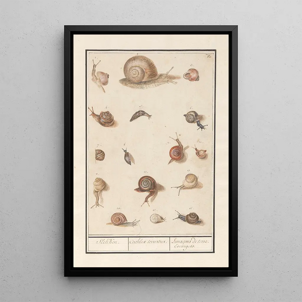 Reproduction of the painting Escargots Slekken Cochleae terrestres Lunaons de terre Escargots - Anselmus Botius de Boodt