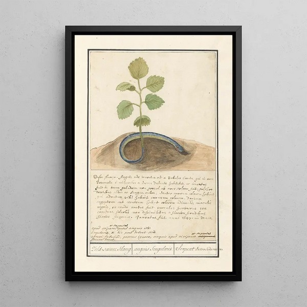 Serpent à queue de plante Zeldsaeme Slang anguis Singularis Serpent Extraordinaire - Anselmus Botius de Boodt