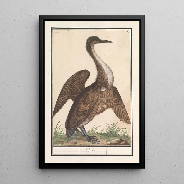 Anhinga Anhinga - Anselmus Botius de Boodt — framed artwork on a wall